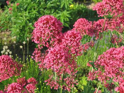 Centranthus ruber 'C